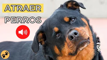 ¿Qué es lo que más atrae a los perros?