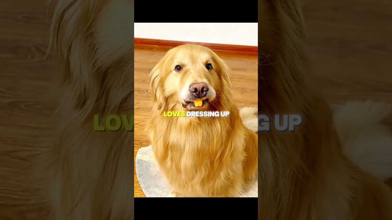 The cutest little ghost dog ever 😍 