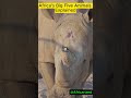 Africa S Big Five Animals Explained Africa S Big Five Animals Explained