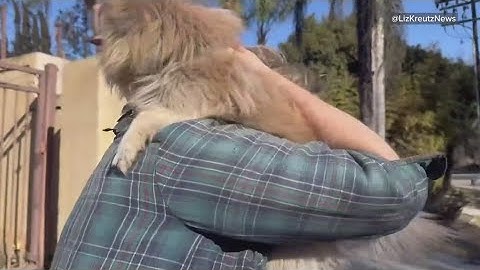 Man reunited with his dog after being separated during the wildfires