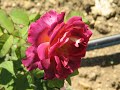 хлороз на розах, как определить, причины и лечение, chlorosis on roses, what causes and treatment