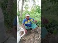মুখি কচু চাষ করে চাষীর অবস্থা। #মুখি কচু #কচু #agriculture #foryou