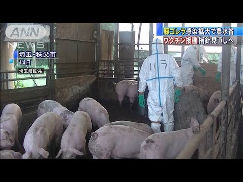 豚コレラ対策のワクチン接種　慎重姿勢を見直しへ(19/09/20)