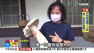花蓮農地內發現巨大野生菇 重達兩台斤半│中視新聞 20220529