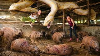 Famous 72 Hours Survival: Giant Albino Python Attacks Wild Boar Farm | Shocking Rescue Mission! Profile