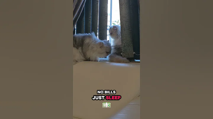 Watch the video about The Persian cat life #persiancat #cat #gatos