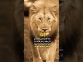 ستوري انستا فخامة 2023 حالات واتساب بدون حقوق مقاطع بدون حقوق   ستوريات مجاهد