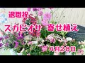 スカビオサマーガレットの退職祝の寄せ植え