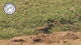 Watch Hamerkop vs MonitorLizard #birds #wildlife #animals #nature #viral #photography