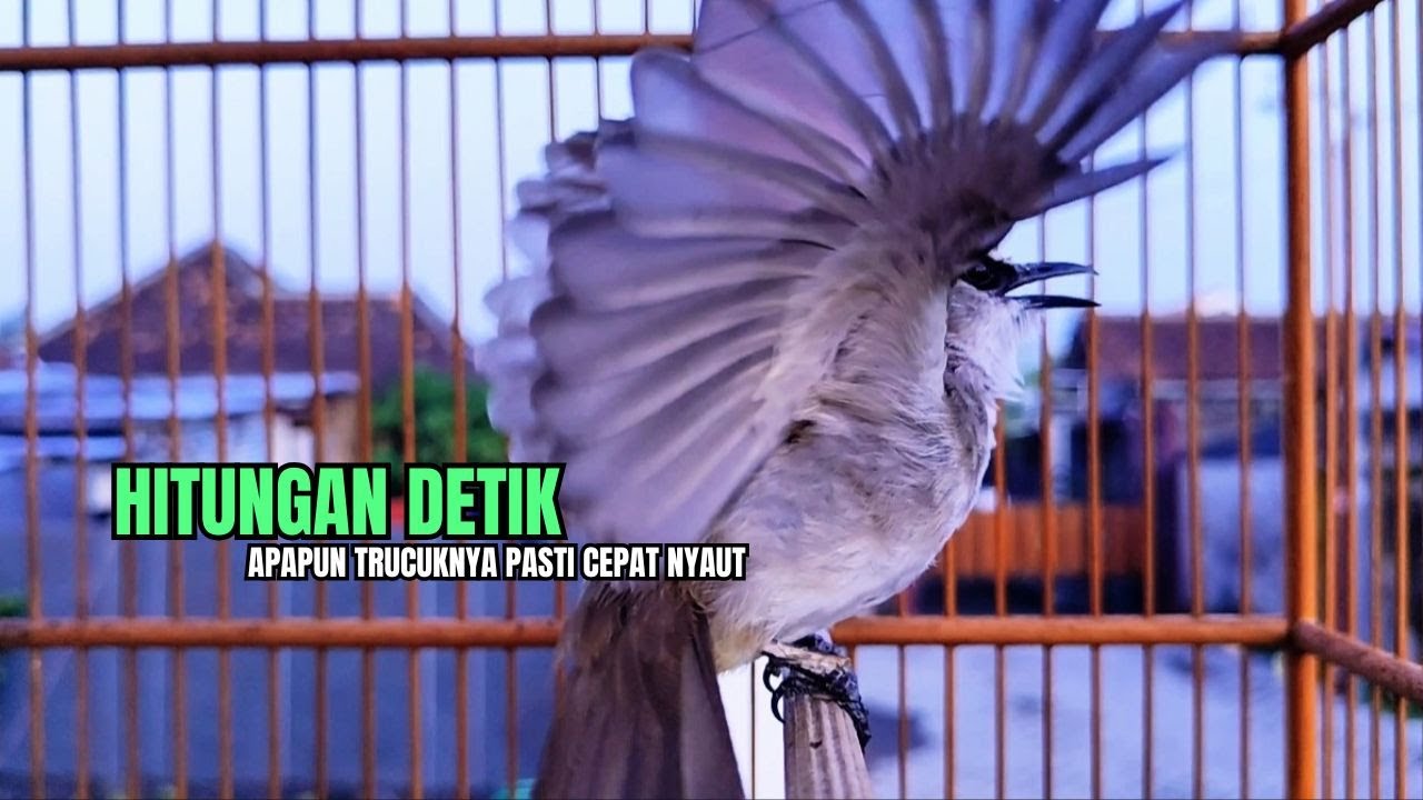 TRUCUKAN GACOR TARUNG ROPEL PANJANG Pancingan trucukan Agar Bunyi Jadikan Burung Trucuk Gacor Nyaut