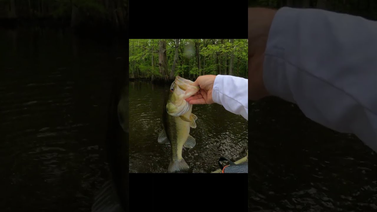 Bass fishing the Cypress and Tupelo trees