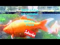 Welcome to the world of my fish #underwater #fish