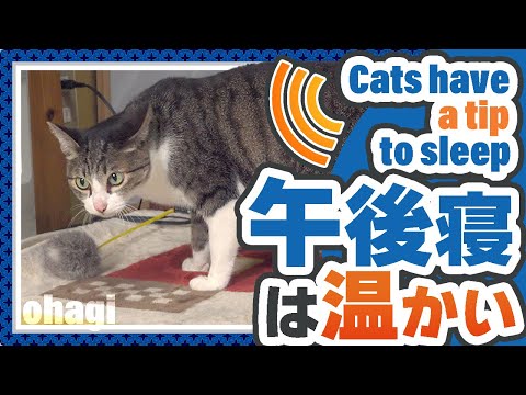 午後寝は温かい猫