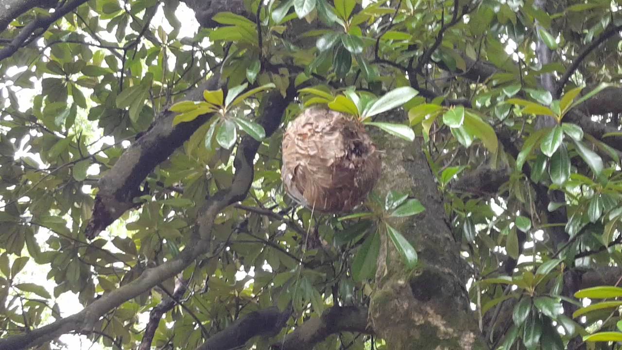 removal of fallopian tube Hornets nest treated