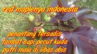Red Maplenya Indonesia Tambat sapi,Pecut kuda,Pulutan di libas bonsi ini