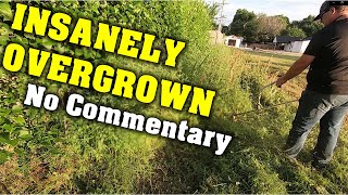 INSANELY OVERGROWN yard MAKEOVER for FREE