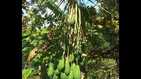 Kỳ Lạ : Cây Đu Đủ Đực Có Trái To - Đu Đủ Đực Trị Ung Thư