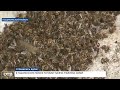 В Пышминском районе погибли тысячи пчелиных семей