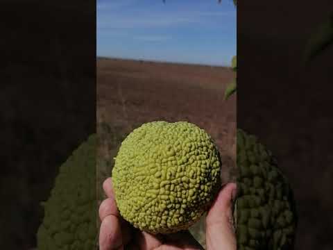 Как растет Маклюра ( Адамово яблоко)