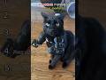 Ranking The Funniest Cat Costume moments #cat #shorts