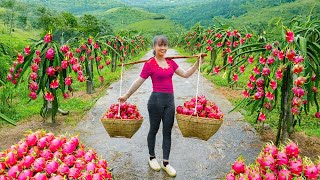 Harvesting Tons of Dragon Fruit to Sell at the Market – Peaceful Farm Life | Phương New Bushcraft