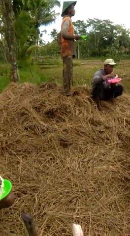 Makan Sederhana Disawah Bersama Petani#Shorts