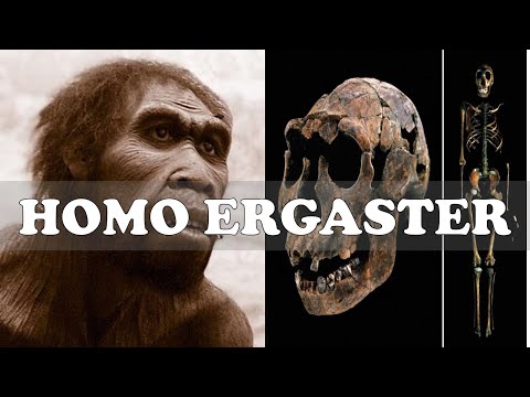 Homo Ergaster Explained