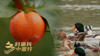 广西西林：“中国砂糖橘之乡”原来竟不产砂糖橘？这是怎么做到的？「乡村振兴中国行」| 财经风云