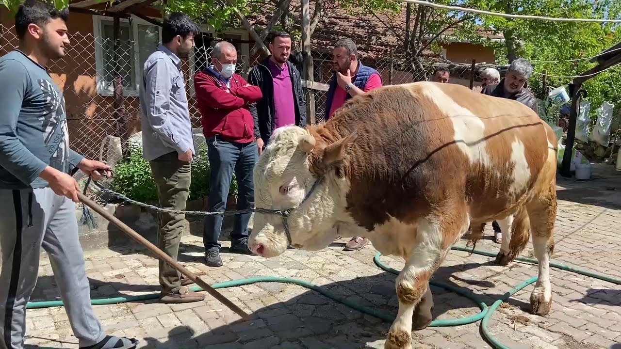 700 KİLO KURBANLIK PAZARLIĞI 2022