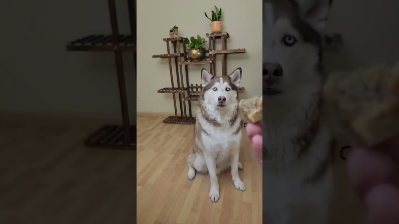 Dog Loves CBD Treats 