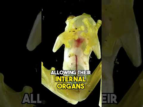 The Heart-Visible Frog