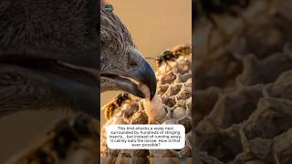 This Bird Eats Wasp Larvae While Being Attacked