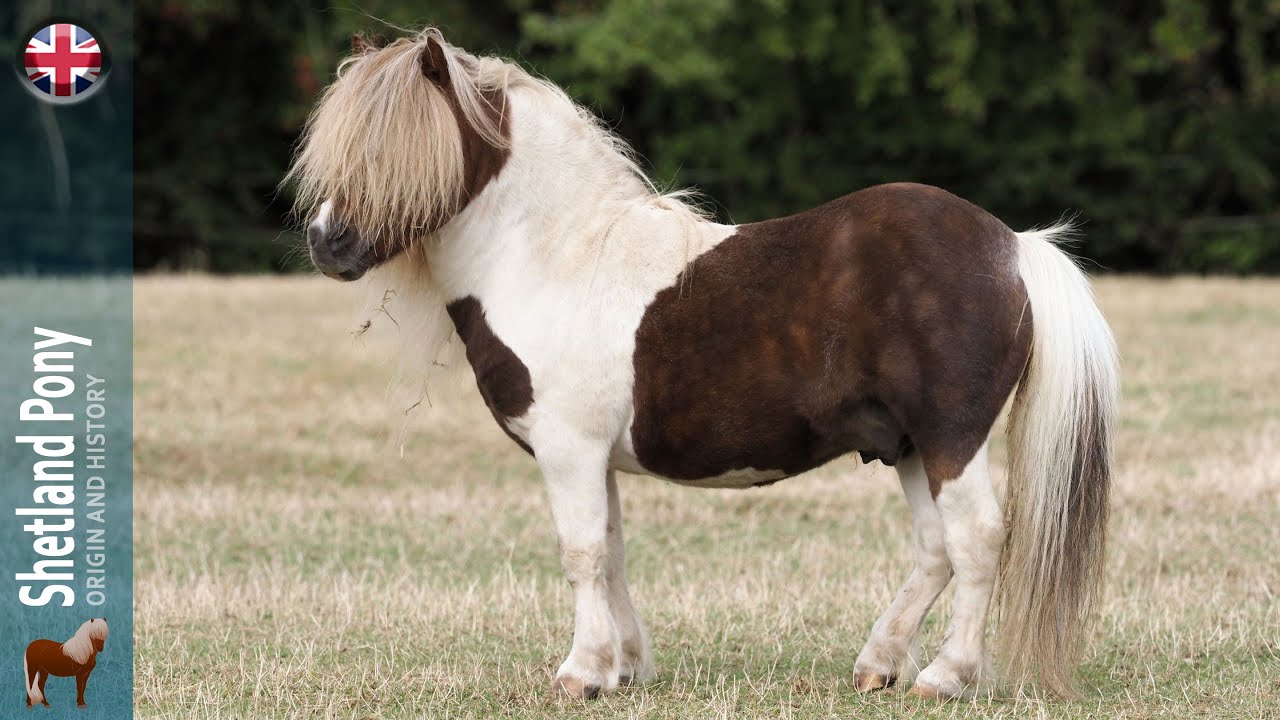 Shetland Pony, the world's smallest native pony, Origin of the breeds