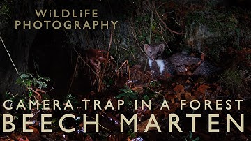 Camera trapping - Part 2 - Setting the DSLR Camera Trap to photograph a Beech Marten at night