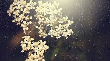 من أروع التلاوات. سورة النبأ. القارئ إسلام صبحي. بدون إعلانات