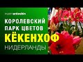 Королевский парк цветов Кёкенхоф (Keukenhof). Нидерланды