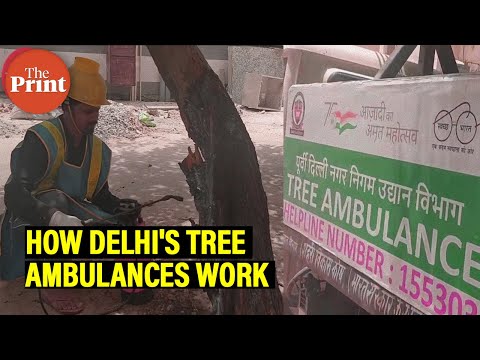 On-spot 'surgery', helping greens survive pests, heat: How Delhi civic body's tree ambulances work