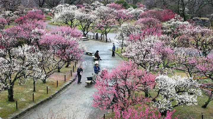 Ume - Japanese Flowering Plum Trees - DayDayNews