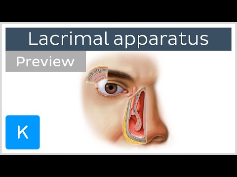 Video: Lacrimal Mikrocephalus Med Hove. Hvor Evolutionen Vil Føre Mennesket - Alternativ Visning