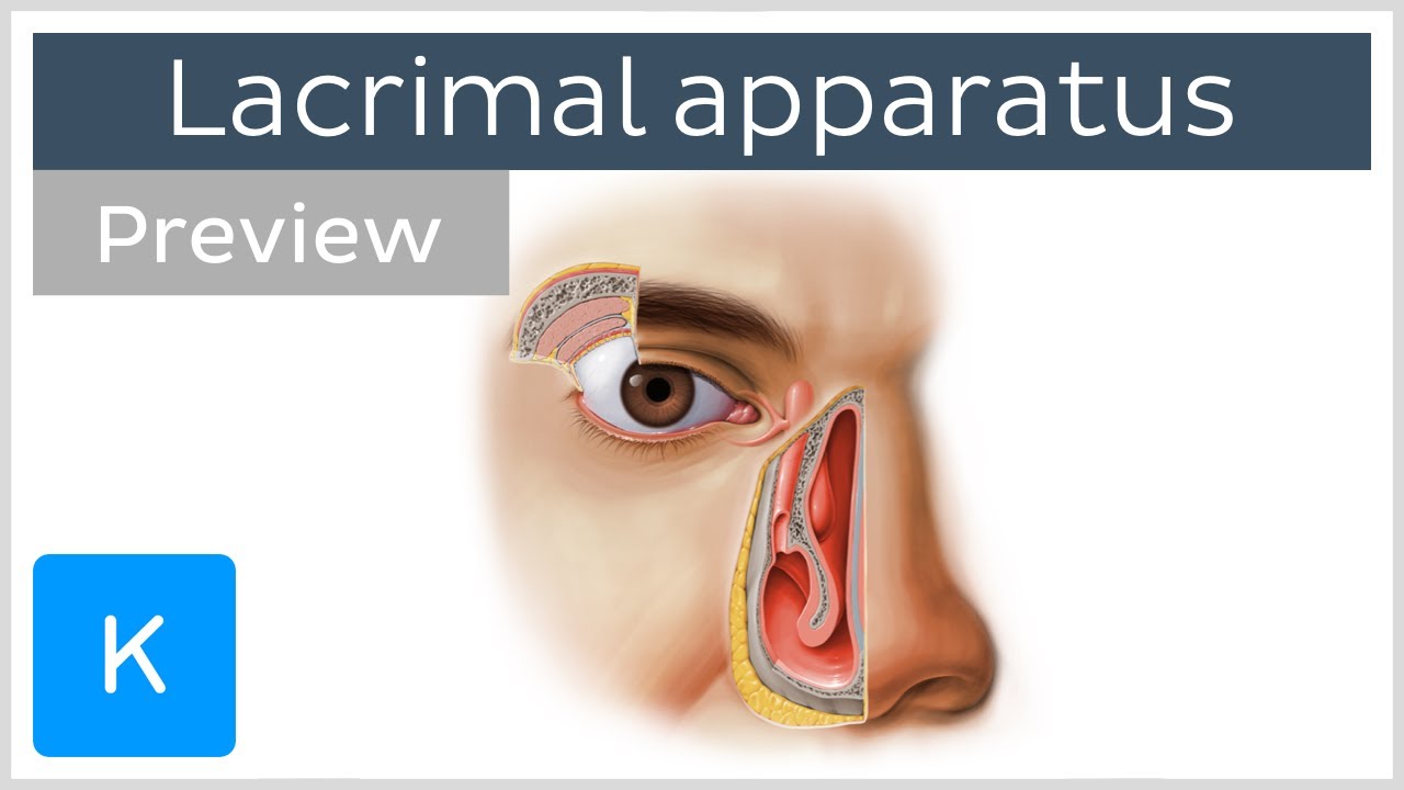 Lacrimal apparatus: gland, canaliculi, duct and other structures