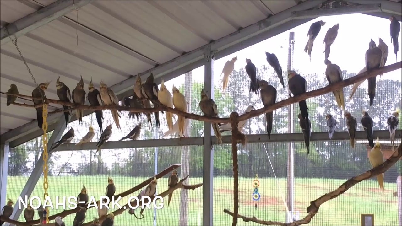 Cockatiel Aviary at Noah's Ark Animal 