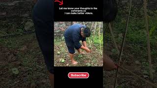 Growing Food on a Self-Sustaining Farm #shorts #organicgarden #selfsufficient #farmlife#simpleliving