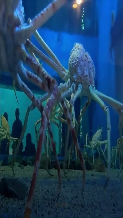 JAPANESE SPIDER CRAB - YouTube