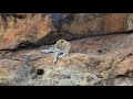 Copyright free animal stock footage leopard against a beautiful background