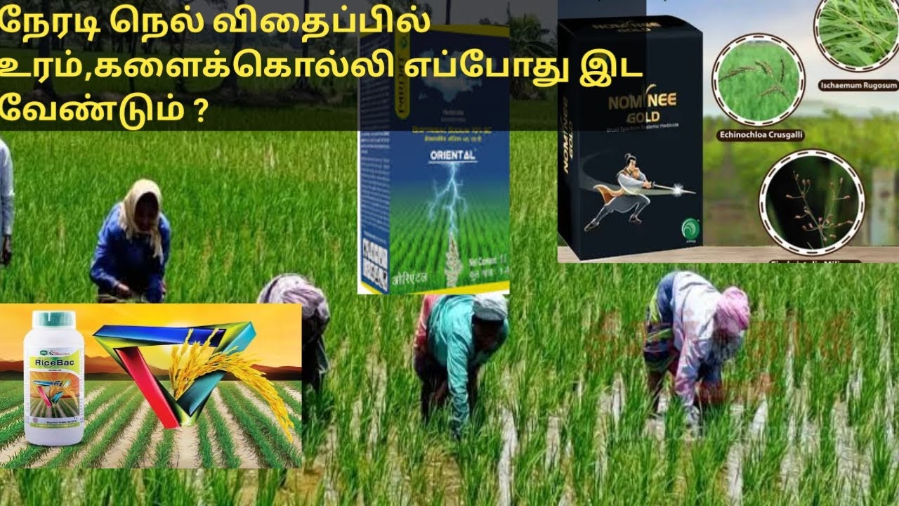 நேரடி நெல் விதைப்பில் உரம் எப்போது இட வேண்டும் ?உரம் எவ்வளவு இடலாம் களைக்கொல்லி எப்போது இடவேண்டும் ?