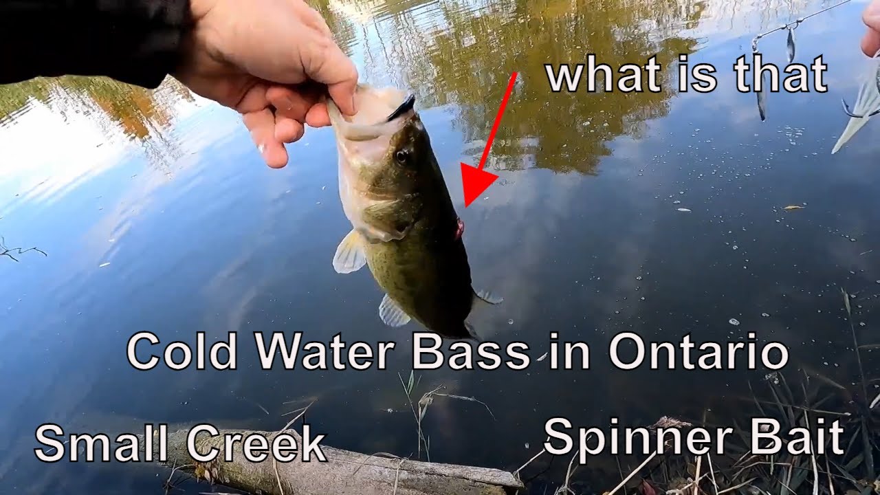 Big Fall Bass  in Small Canadian Creeks ( Finally Got On The Fish and Then ..)