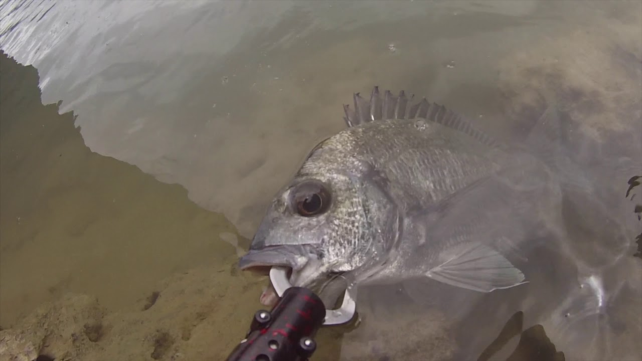 宮古島 Day2 マングローブのある場所でルアー釣り フェイキードッグ チヌ Sea Bream Youtube