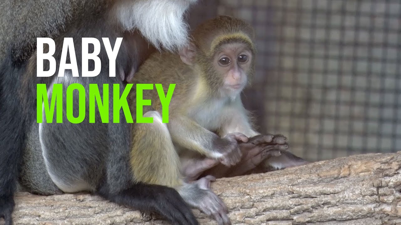 San Diego Zoo welcomes baby De Brazza's monkey for first time in 26 years