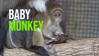UPDATE: The Little De Brazza’s Monkey Now Has a Name!