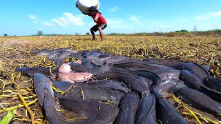 Amazing Fishing! Catch A Lots Of Fish Under Grass In Field By Hand A Fisherman! / Top Fishing Video!